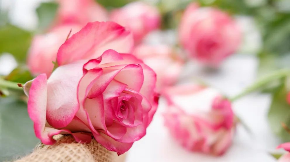 Rosafarbene Rose mit weiteren Rosen im Hintergrund - als Geschenk besonders