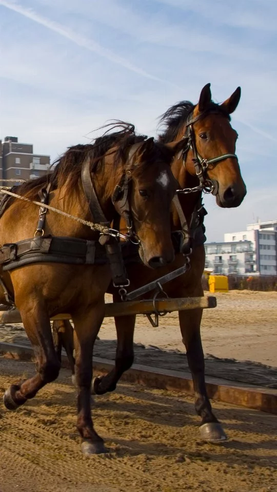 Wattwagenfahrt von Duhnen zur Insel Neuwerk