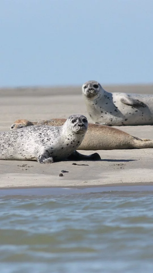 Seehundbank mit Seehunden in der Nordsee