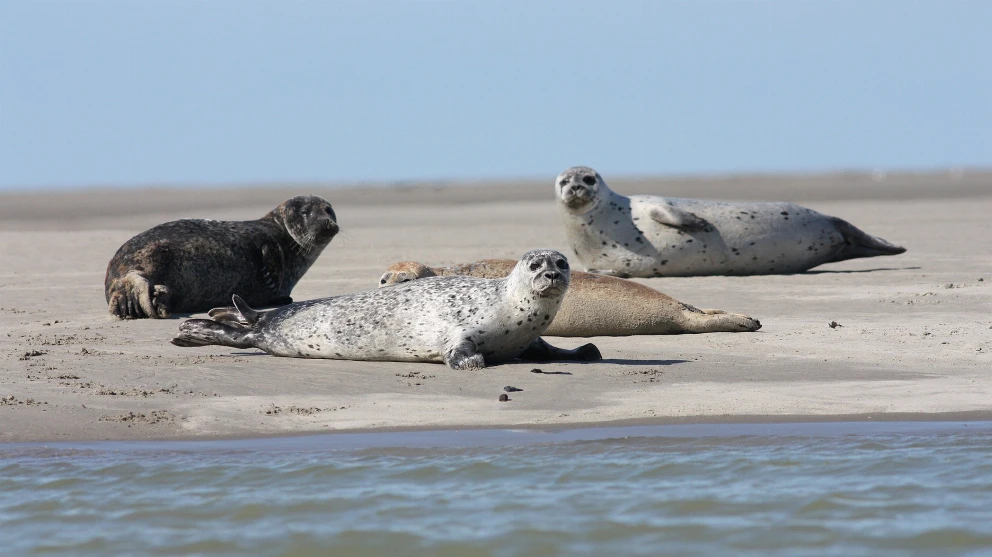 Seehundbank mit Seehunden in der Nordsee