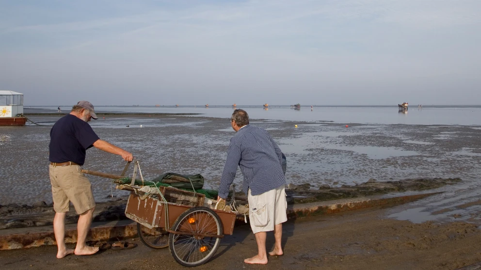 Wattwanderungen und Wattwagenfahrten zur Insel Neuwerk und örtliche Fischer