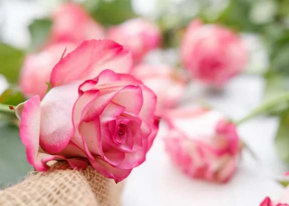 Rosafarbene Rose mit weiteren Rosen im Hintergrund - als Geschenk besonders beliebt