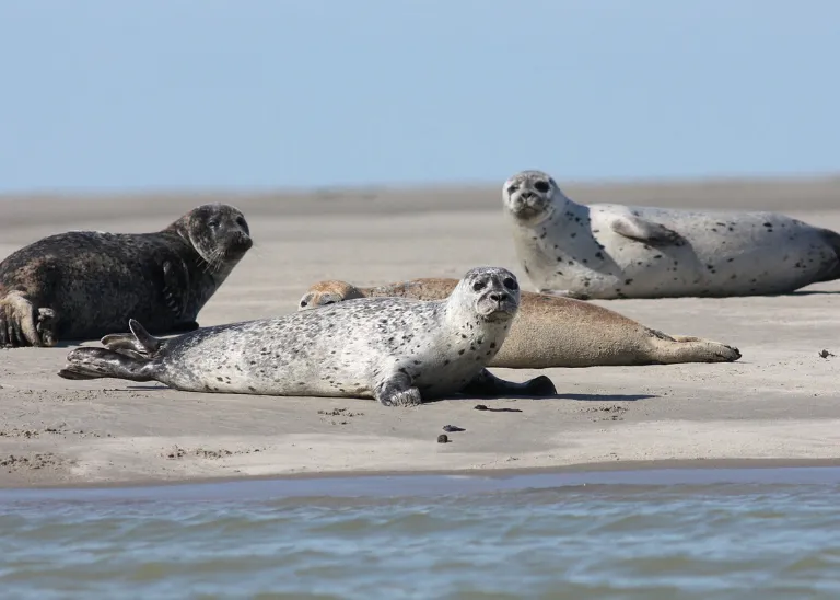 Seehunde auf einer Sandbank nahe Cuxhaven