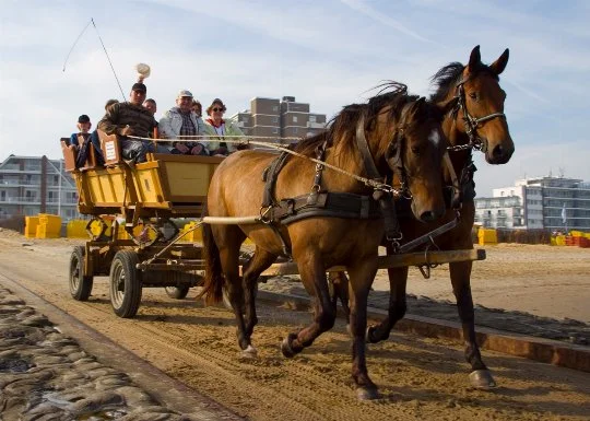 Bild zur Wattwagenfahrt von Cuxhaven-Duhnen zur Insel Neuwerk, zu sehen sind zwei Pferde, die Wattwagenkutsche und Gäste auf der Kutsche
